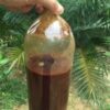 BUY AYAHUASCA Tea
