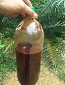 BUY AYAHUASCA Tea