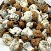 Blue Pulaski Magic Mushrooms