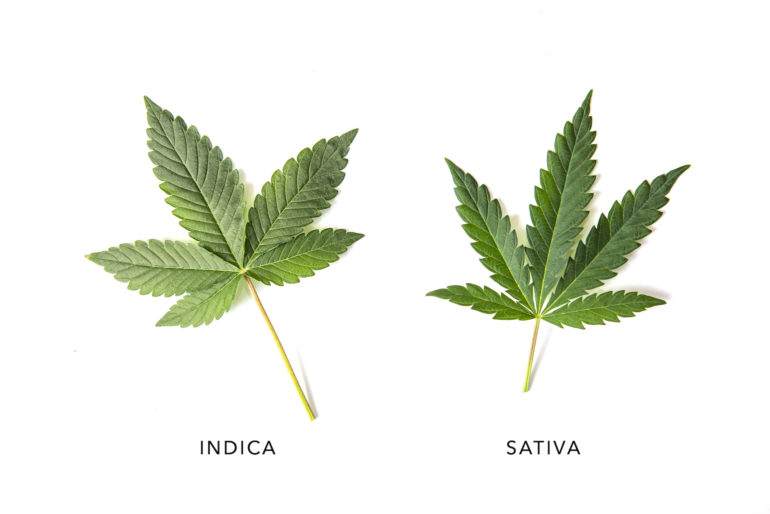 Sativa vs. Indica